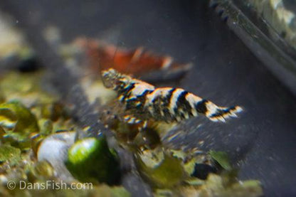 Ninja Shrimp, (4 pack)