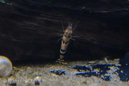 Ninja Shrimp, (4 pack)