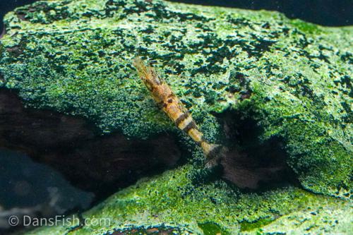 Ninja Shrimp, (4 pack)