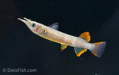 Red Celebes Halfbeak "Muna Regency", Pair (1M1F)