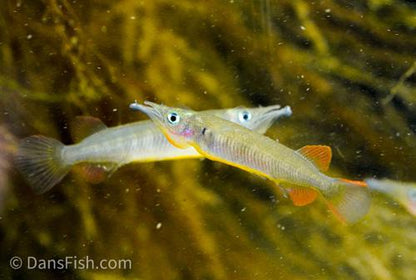 Nuha Village Halfbeak