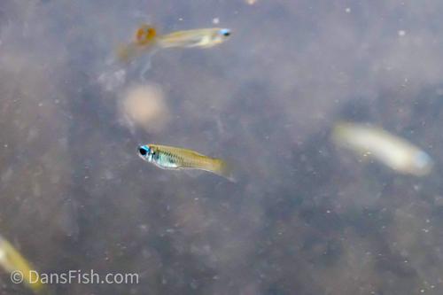 Norman's Lampeye Killifish
