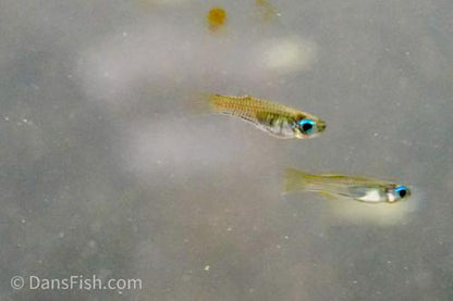 Norman's Lampeye Killifish