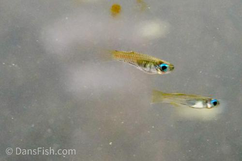 Norman's Lampeye Killifish