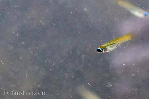 Norman's Lampeye Killifish