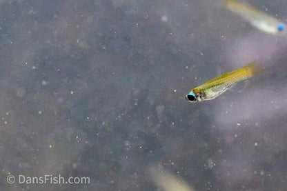Norman's Lampeye Killifish