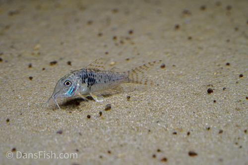 Northern Longnose Cory