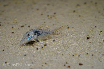 Northern Longnose Cory