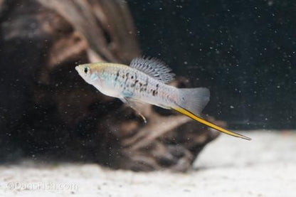 Northern Mountain Swordtail, Pair (1M1F)