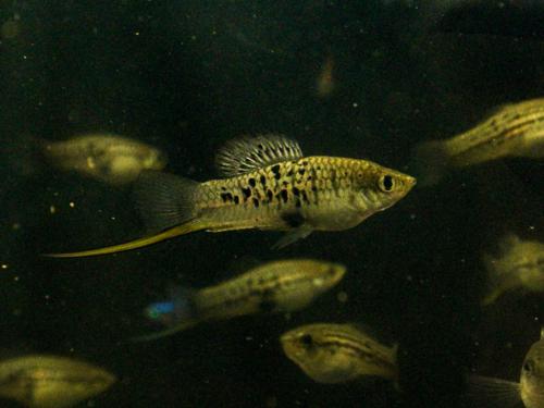 Northern Mountain Swordtail, Pair (1M1F)