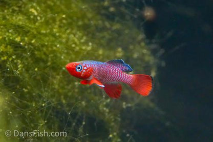 Notho rubripinnis 'Mbezi', Female