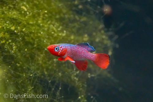 Notho rubripinnis 'Mbezi', Female