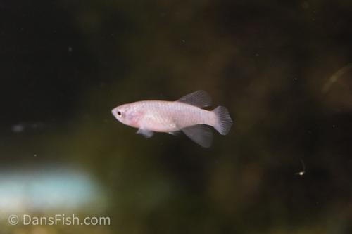 Notho rubripinnis 'Mbezi', Female