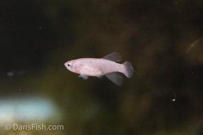 Notho rubripinnis 'Mbezi', Female