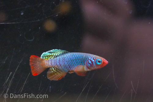 Notho rubripinnis 'TAN 2017-23', Pair (1M1F)