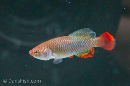 Notho usanguensis 'Manienga TAN 19-03', Pair (1M1F)