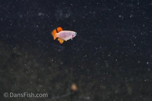 Nothobranchius geminus 'Ifakara TAN 19-01', Pair (1M1F)