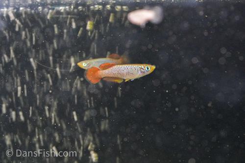 Nothobranchius geminus 'Ifakara TAN 19-01', Pair (1M1F)