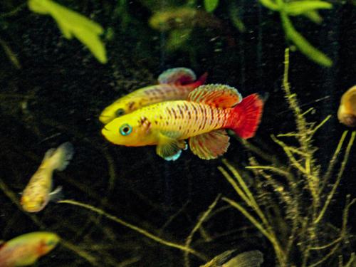 Nothobranchius guentheri 'Gold', Male