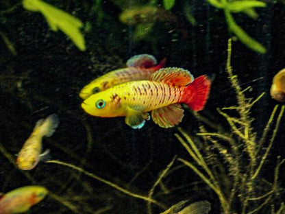 Nothobranchius guentheri 'Gold', Male