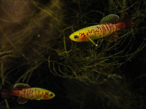 Nothobranchius guentheri 'Gold', Male