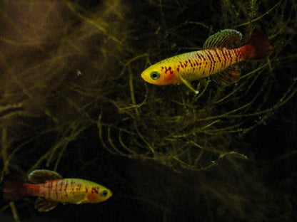 Nothobranchius guentheri 'Gold', Male