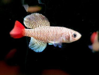 Nothobranchius patrizii, Pair (1M1F)