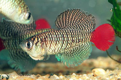 Nothobranchius patrizii, Pair (1M1F)