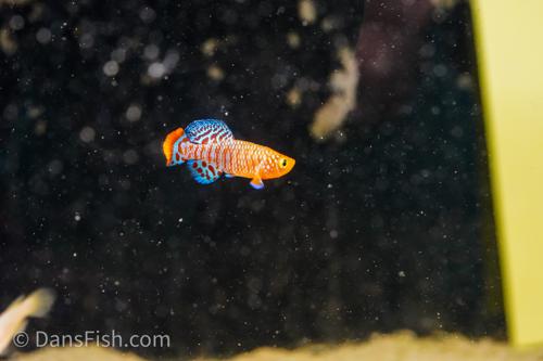Nothobranchius rachovii, Breeding Group (1M9F)