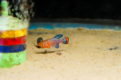 Nothobranchius rachovii, Breeding Group (1M9F)