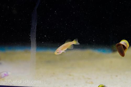 Nothobranchius rachovii, Breeding Group (1M9F)