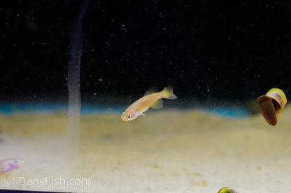 Nothobranchius rachovii, Breeding Group (1M9F)