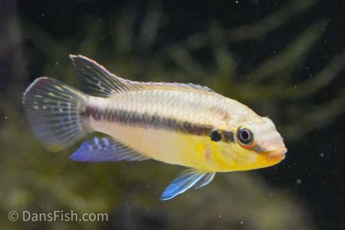 Ocellated Kribensis 'Matadi', Pair (1M1F)