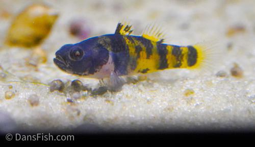 Ocelot Bumblebee Goby