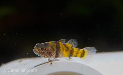 Ocelot Bumblebee Goby