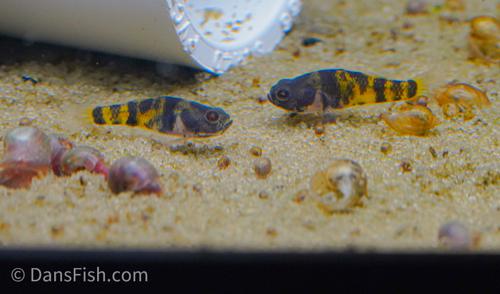 Ocelot Bumblebee Goby