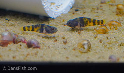 Ocelot Bumblebee Goby