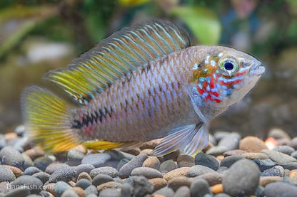 Opal Umbrella Cichlid