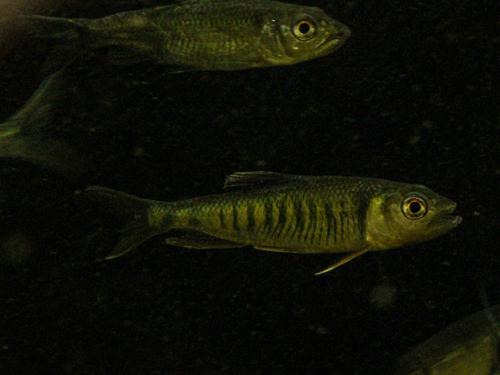 Opsariichthys cf. songmaensis