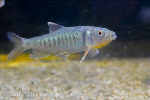 Opsariichthys cf. songmaensis