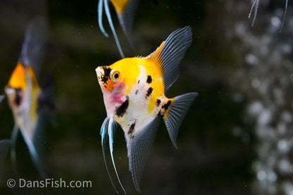 Orange Koi Angelfish