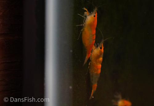 Orange Rili Shrimp, (4 pack)