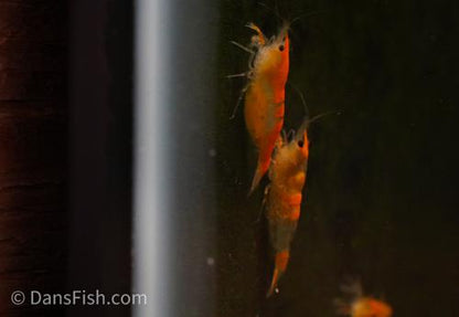 Orange Rili Shrimp, (4 pack)