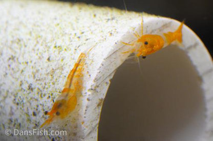 Orange Rili Shrimp, (4 pack)