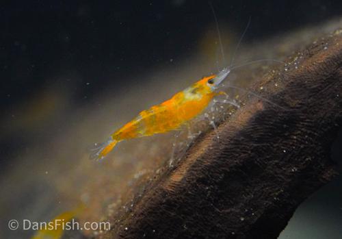 Orange Rili Shrimp, (4 pack)
