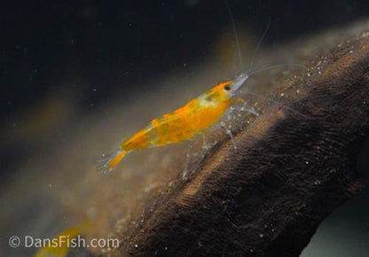 Orange Rili Shrimp, (4 pack)