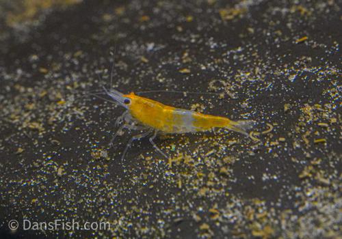Orange Rili Shrimp, (4 pack)