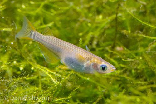 Kuro Grey Medaka Ricefish