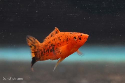 Painted Swordtail