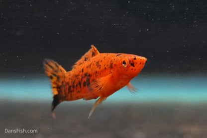 Painted Swordtail